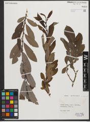 Foto von Salix L.